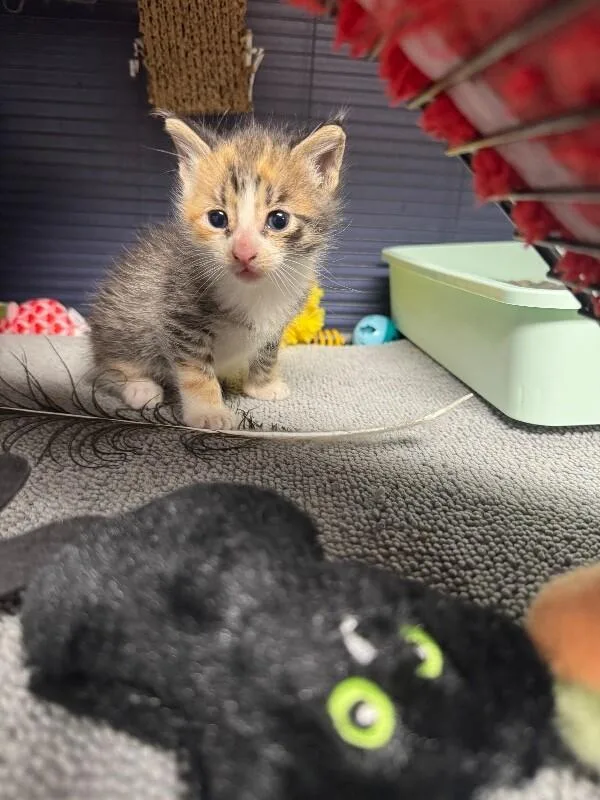 A baby medium-sized female Gray / Blue / Silver Domestic Short Hair cat named Nellie for adoption in Belton, MO