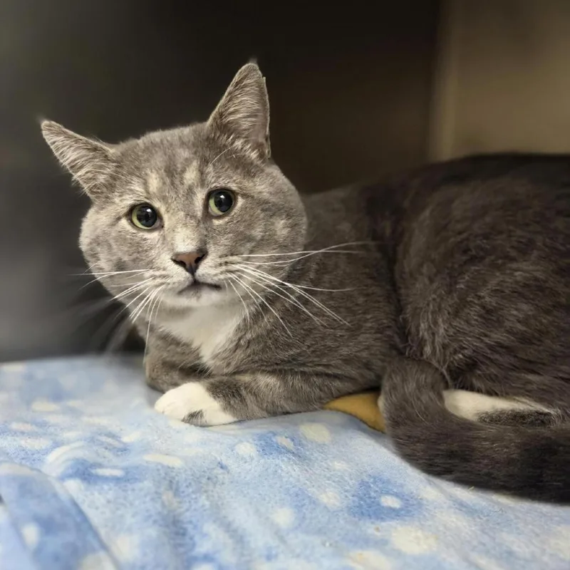 An adult large-sized male Domestic Short Hair cat named Moo Moo for adoption in Windsor, VA