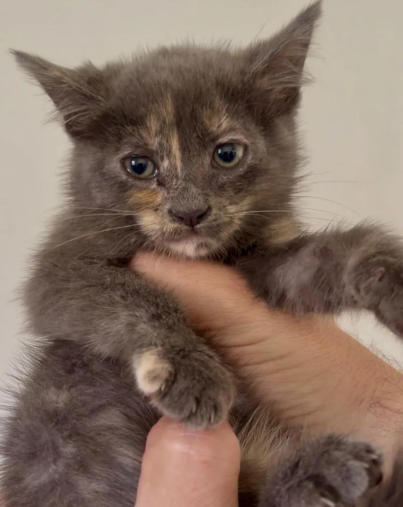 A baby small-sized female Dilute Tortoiseshell cat named Haze for adoption in Los Angeles, CA