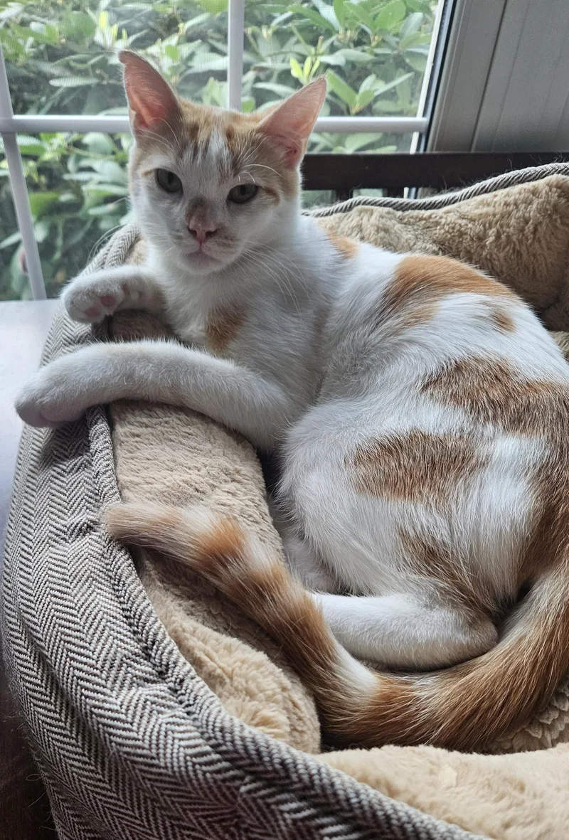 An adult medium-sized male Orange & White Domestic Short Hair cat named Milo K. for adoption in Lemoyne, PA