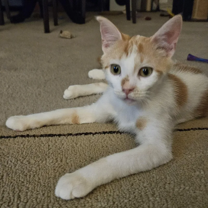 Milo K. thumbnail 2