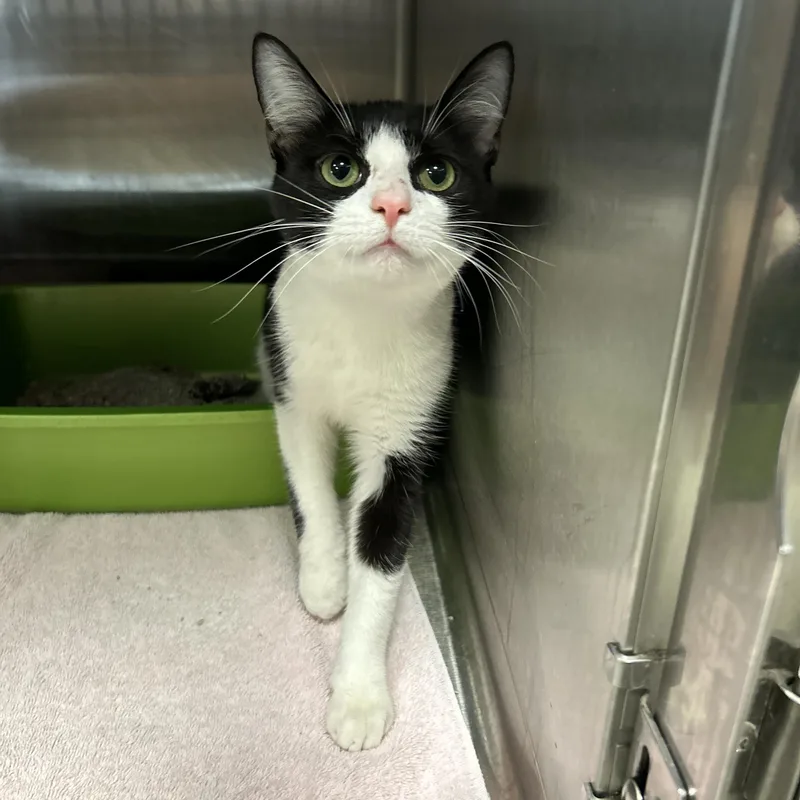 An adult medium-sized female Black & White / Tuxedo Tuxedo cat named Mrs. Fellows for adoption in La Grange Park, IL