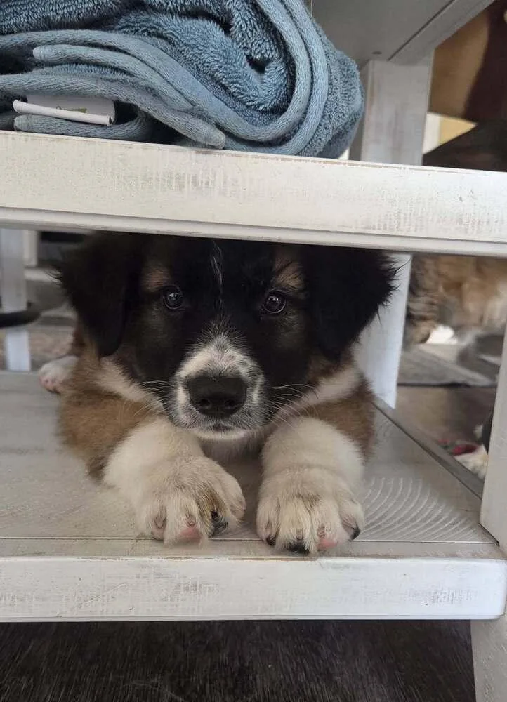 A baby large-sized female Tricolor (Brown, Black, & White) Anatolian Shepherd dog named Rosie "COMING SOON!" for adoption in Richardson, TX