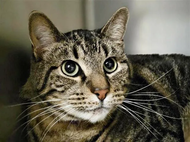 An adult medium-sized male Domestic Short Hair cat named George for adoption in Saint Louis, MO