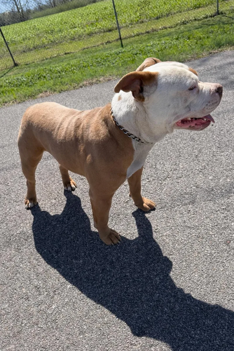 A young large-sized male Yellow / Tan / Blond / Fawn American Bully dog named Koda for adoption in Houston, TX