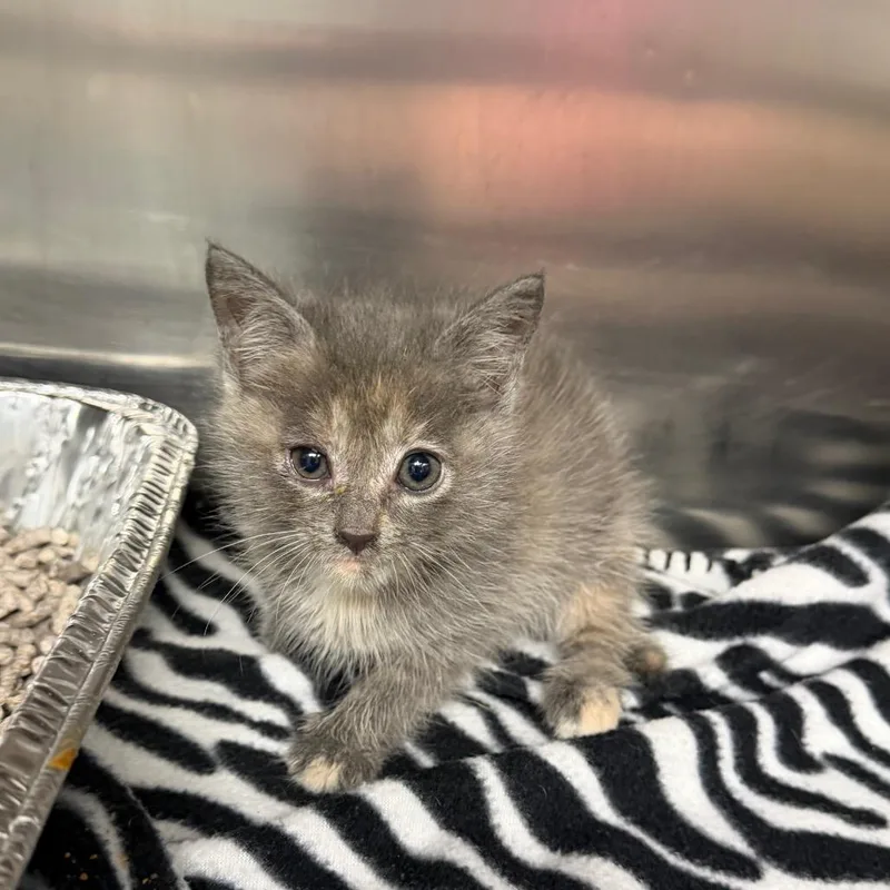 A baby small-sized female Calico Domestic Short Hair cat named Hula Hoop for adoption in Parkersburg, WV