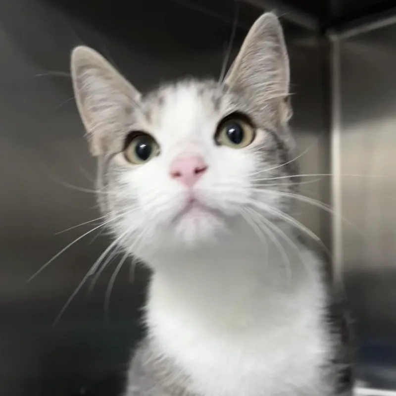 A young medium-sized male Gray / Blue / Silver Domestic Short Hair cat named Warpaint for adoption in Middleburg, FL