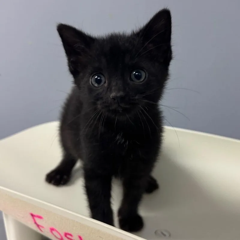 A baby small-sized female Black Domestic Short Hair cat named Beignet for adoption in Columbus, GA