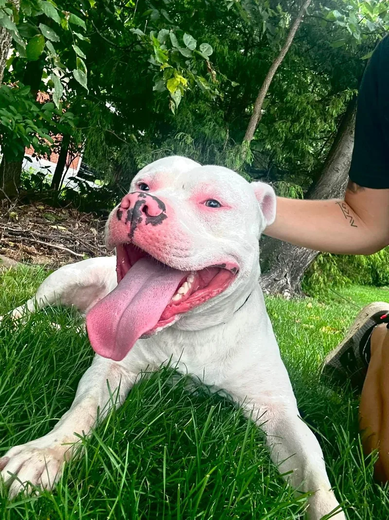 An adult large-sized male White / Cream Pit Bull Terrier dog named Ghost for adoption in Myerstown, PA