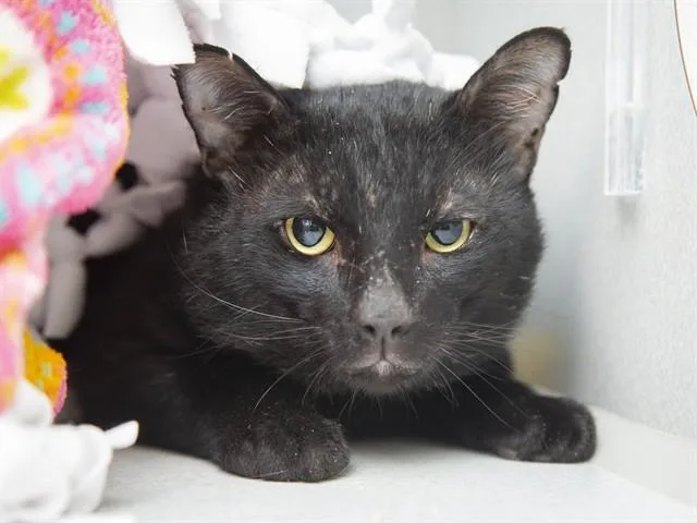 An adult medium-sized male Domestic Short Hair cat named Dusty for adoption in Phoenix, AZ