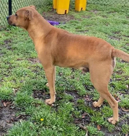 An adult large-sized male Terrier dog named Celtic for adoption in Conway, SC