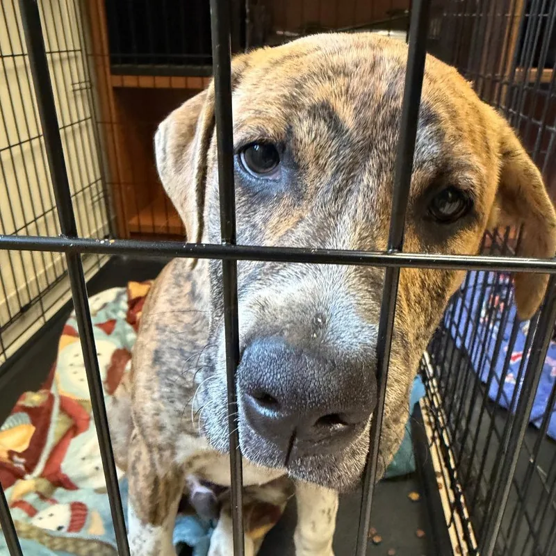 A baby large-sized male Brindle Mixed Breed dog named Dozer for adoption in Charleston, WV