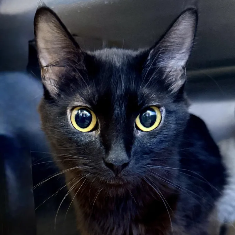A young medium-sized female Black Domestic Short Hair cat named Lucy Goosey for adoption in Palm Springs, CA