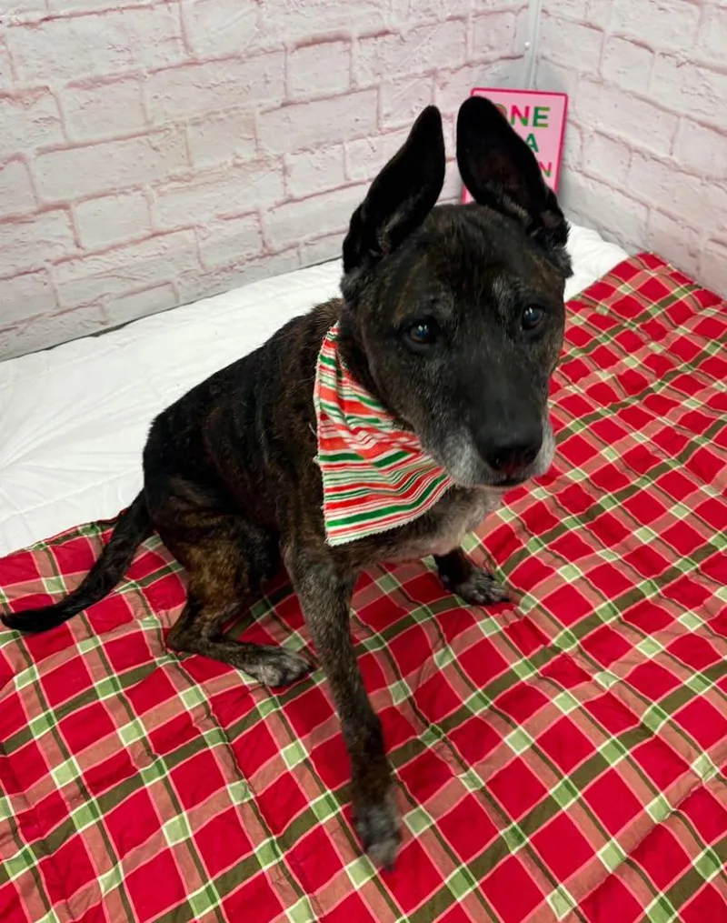 A senior large-sized female German Shepherd Dog dog named Agnes for adoption in Detroit, MI