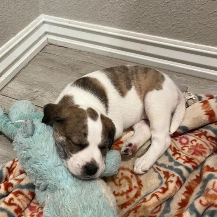 A baby small-sized female White / Cream Mixed Breed dog named Mary Jo for adoption in Buffalo, MN