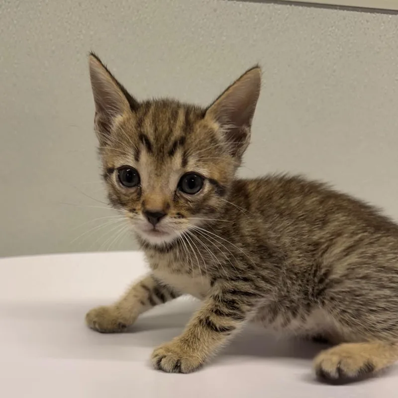 A baby small-sized male Brown / Chocolate Domestic Short Hair cat named Romeo for adoption in Clearwater, FL