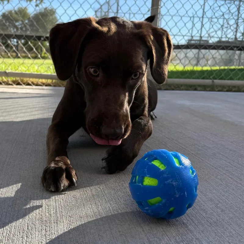 A young small-sized male German Shorthaired Pointer dog named Bruce for adoption in McPherson, KS