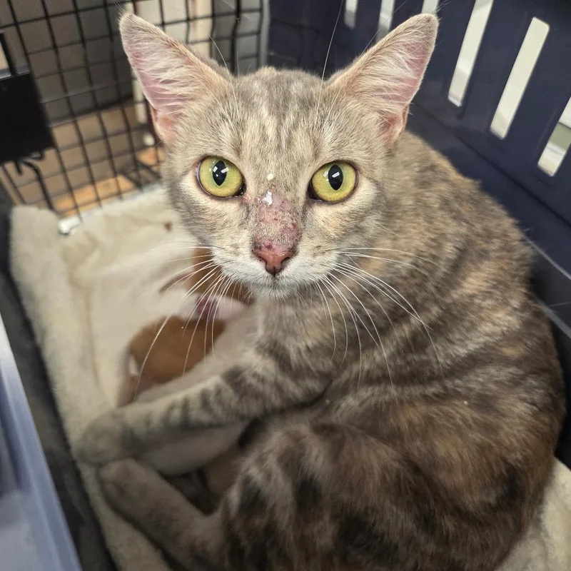 An adult medium-sized female Torbie Domestic Short Hair cat named Porky for adoption in Chattanooga, TN