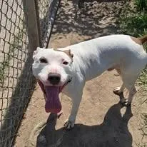 A young medium-sized male Pit Bull Terrier dog named Benji for adoption in Humble, TX