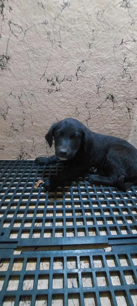 A baby medium-sized male Mixed Breed dog named Mike for adoption in Cartersville, GA