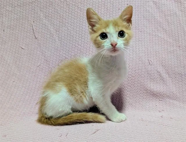 A baby small-sized male Domestic Short Hair cat named Murphy for adoption in Sugar Land, TX