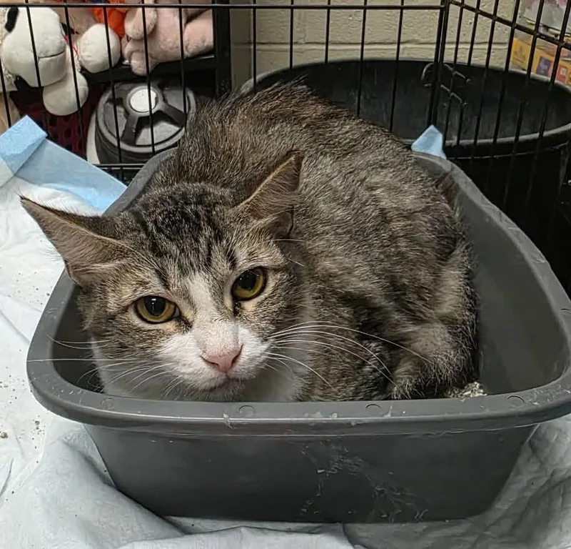 An adult medium-sized female Domestic Medium Hair cat named Sonoma for adoption in Rockwall, TX
