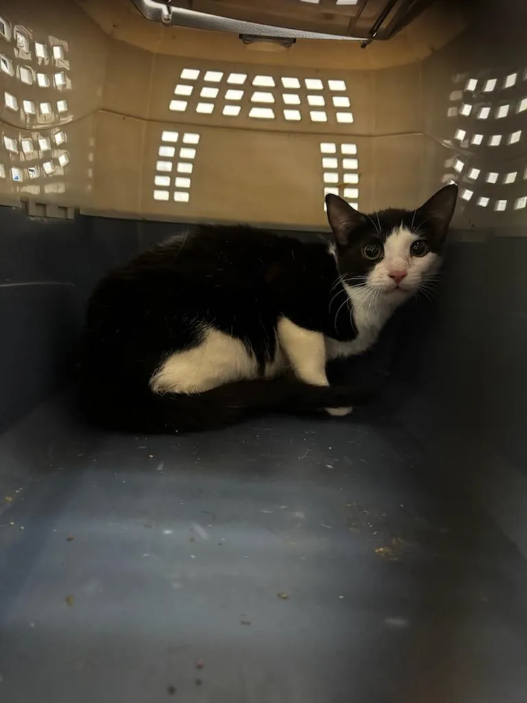 A young medium-sized female Domestic Short Hair cat named Jasmin for adoption in Van Nuys, CA