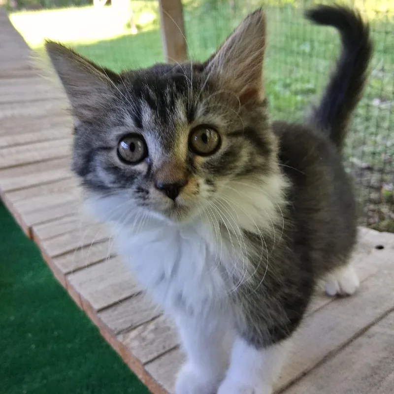 Jezebel