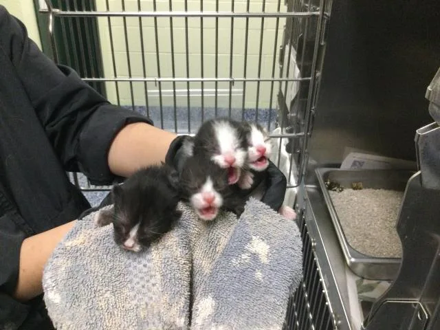 A baby small-sized female Domestic Short Hair cat named Peaches for adoption in Thousand Palms, CA