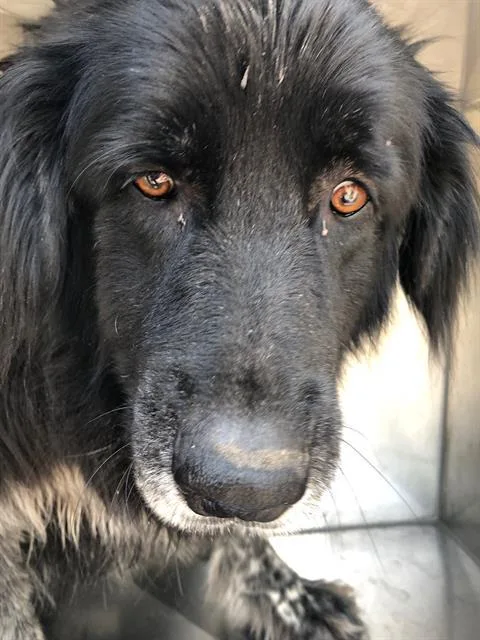 An adult large-sized female Mixed Breed dog named Analini for adoption in Dallas, TX