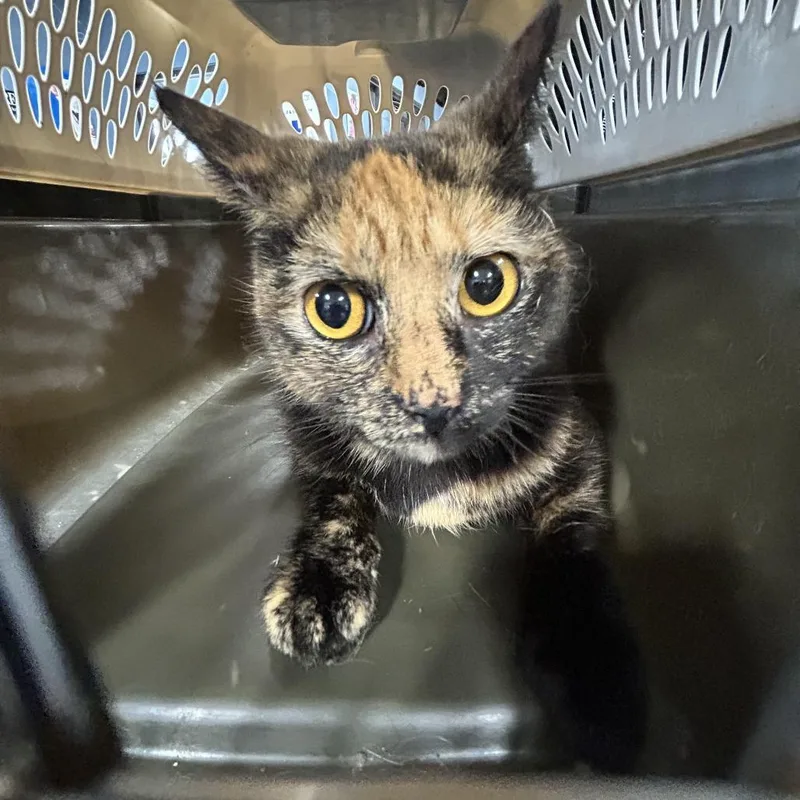 A young medium-sized female Black Domestic Short Hair cat named Pudding for adoption in Newark, NJ