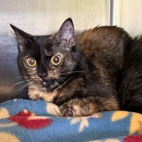 A young medium-sized female Black Domestic Short Hair cat named Tolikko for adoption in Emporia, KS