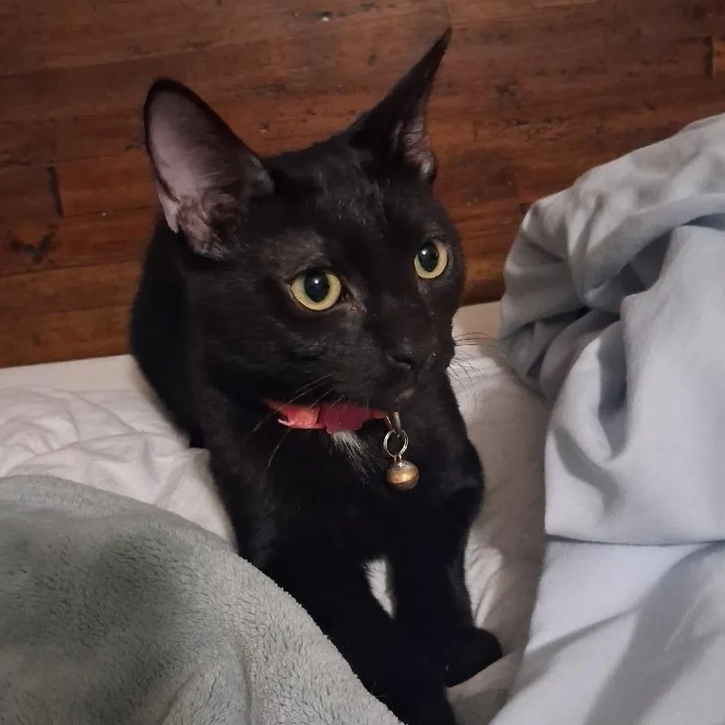 A young small-sized female Black Domestic Short Hair cat named Nyx for adoption in Santa Fe, TX
