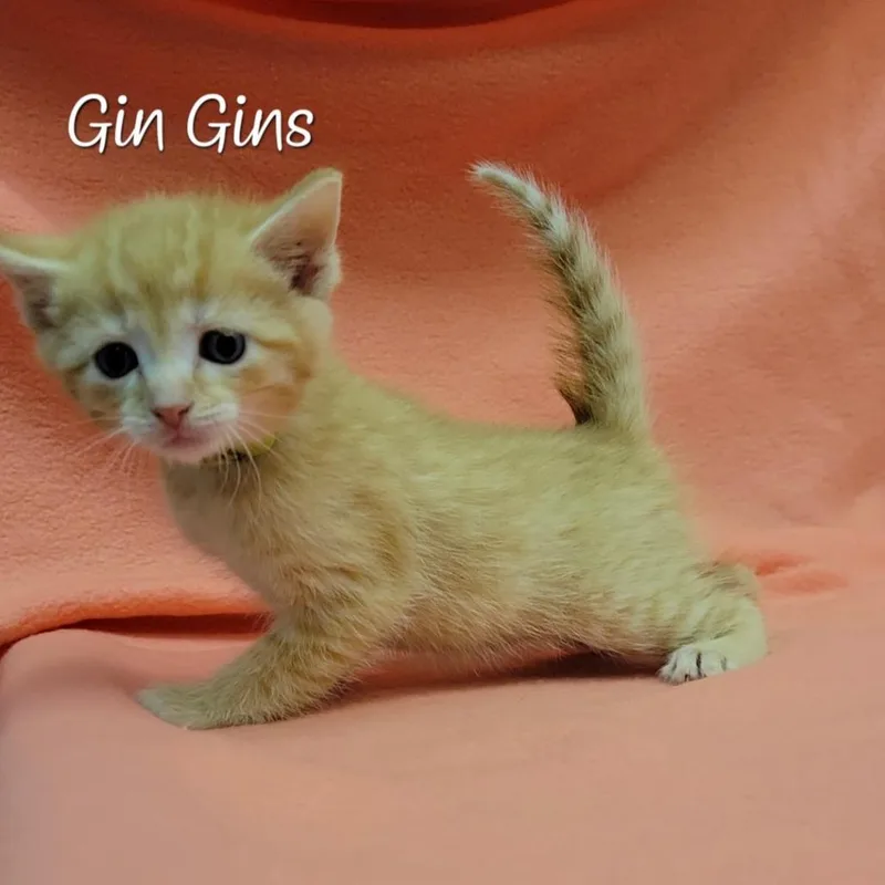 A baby small-sized male Orange / Red Domestic Short Hair cat named Gin Gins for adoption in Parkersburg, WV