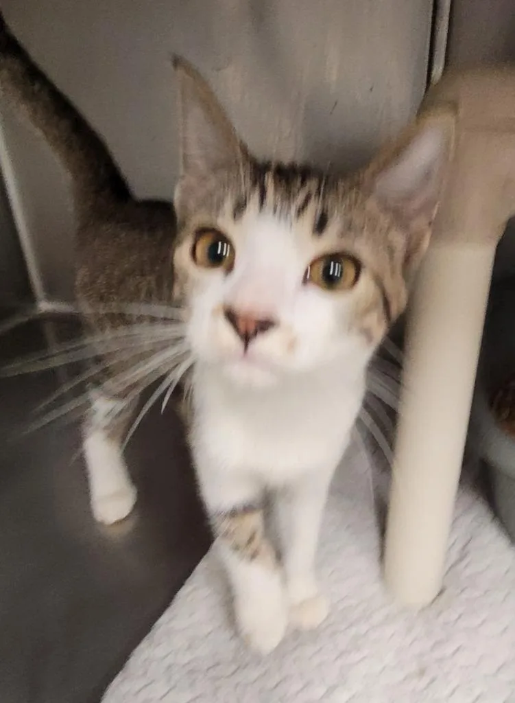 A baby medium-sized male Domestic Short Hair cat named Finch for adoption in Hopkinsville, KY