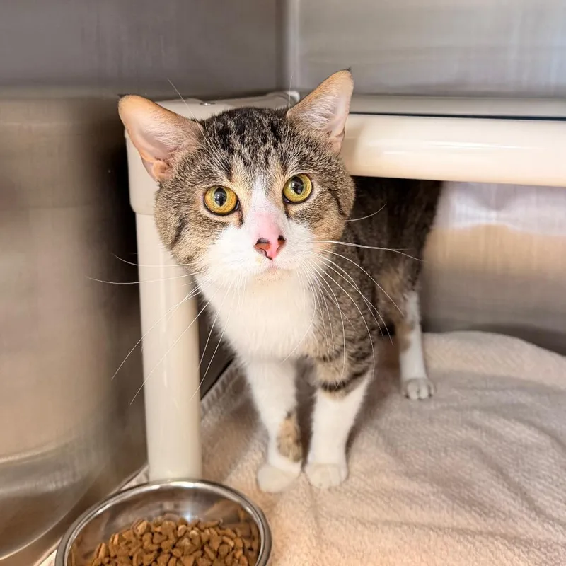 An adult medium-sized male White Domestic Short Hair cat named Maximus for adoption in Indianapolis, IN