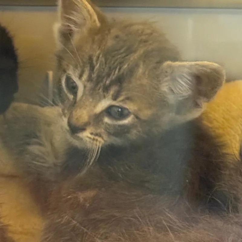 A baby small-sized female Gray / Blue / Silver Domestic Medium Hair cat named Raccoon for adoption in Norman, OK