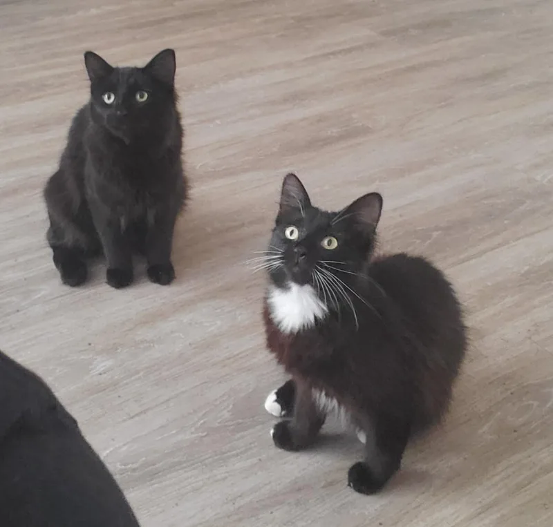 Raspberry & Rufus thumbnail 2