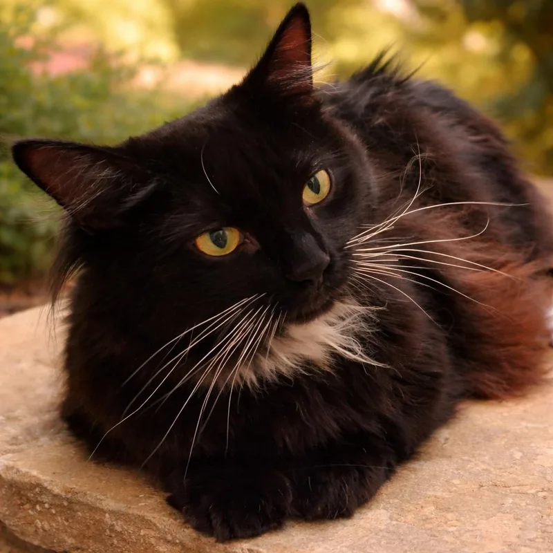 An adult medium-sized female American Shorthair cat named Raspberry & Rufus for adoption in Milton, FL