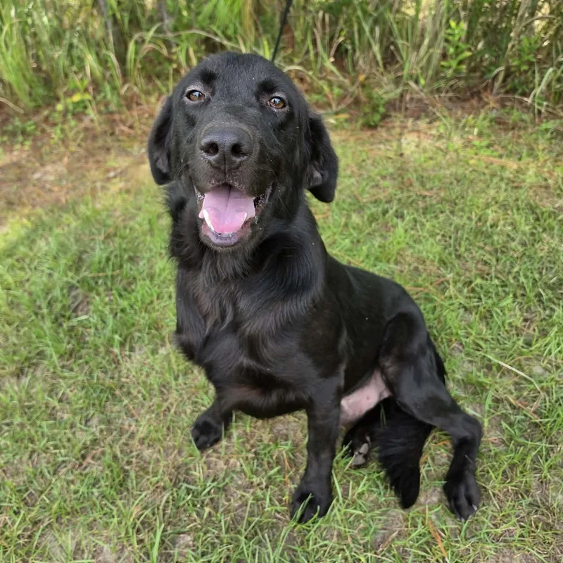 An adult medium-sized male Black Labrador Retriever dog named Boots for adoption in Foley, AL