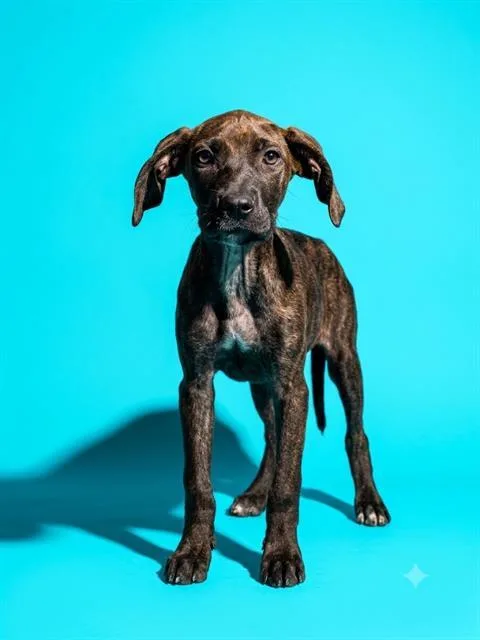 Louie
