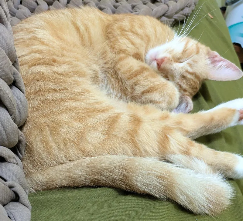 A young medium-sized female Tabby (Orange / Red) Domestic Short Hair cat named Obie Kenmore for adoption in Philadelphia, PA