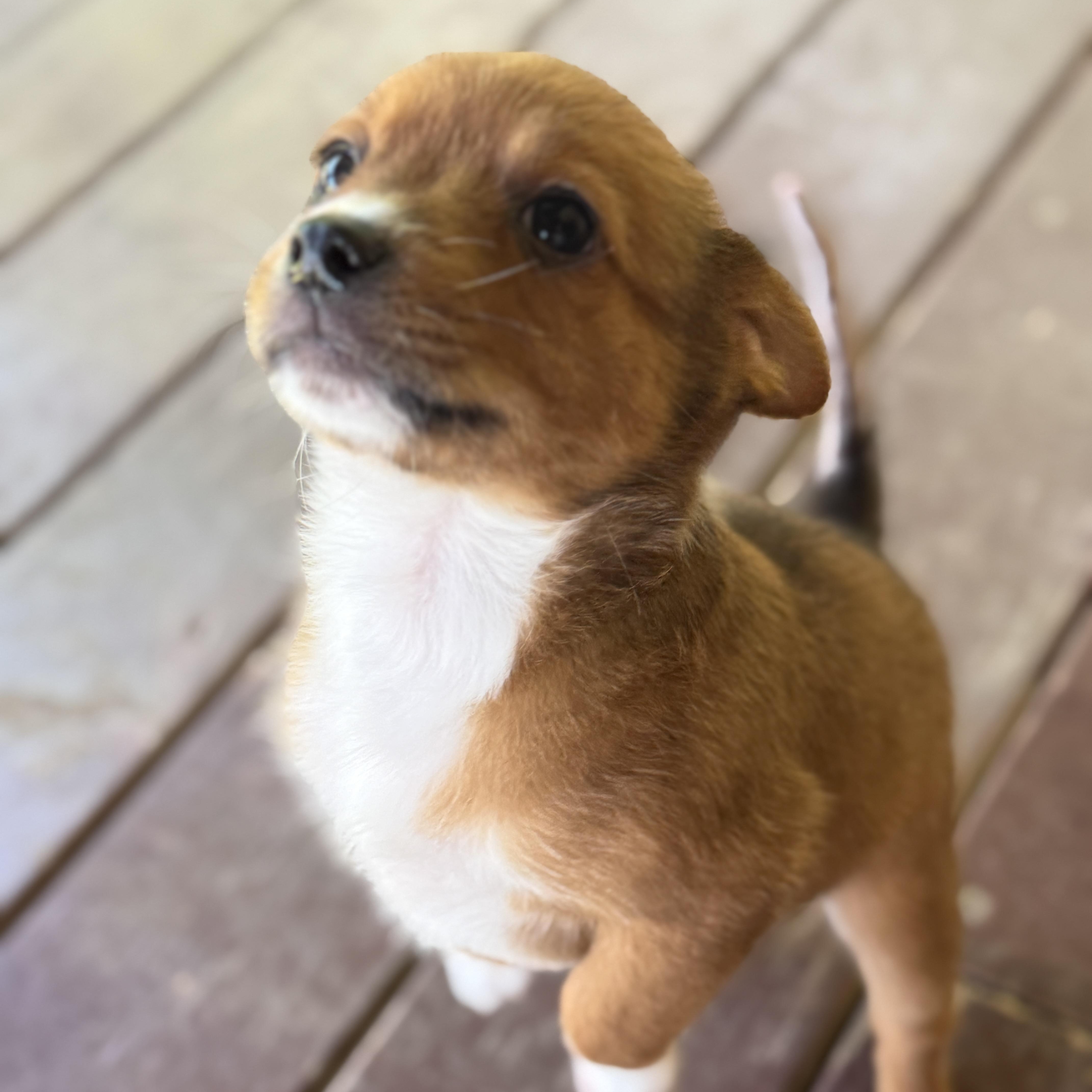 A baby medium-sized female Golden Shepherd dog named Dahlia for adoption in Bulverde, TX