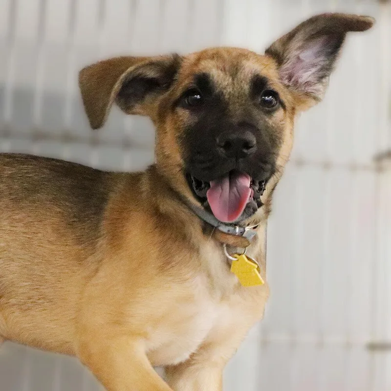 A baby small-sized male Mixed Breed dog named Deeks for adoption in Port Washington, NY