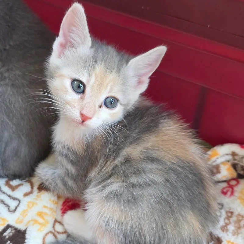 A baby small-sized female Calico Domestic Short Hair cat named Aubrey for adoption in Tustin, CA