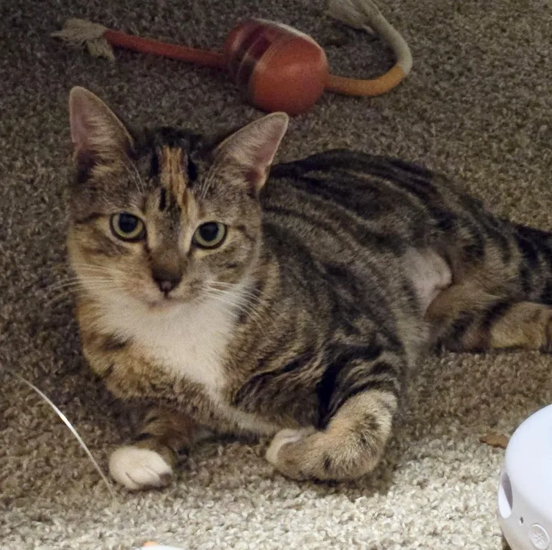 Florence thumbnail 2