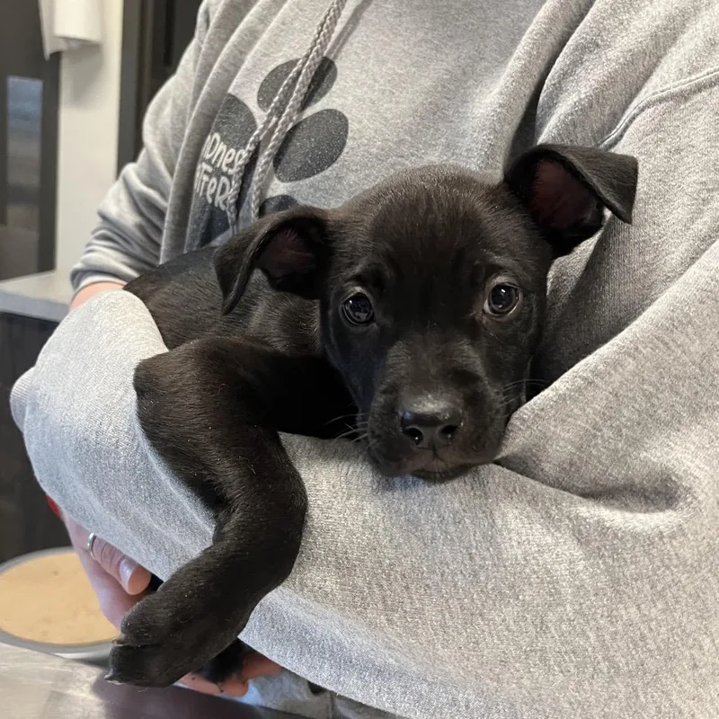 A baby small-sized female Black Mixed Breed dog named Lilo for adoption in Hinsdale, IL