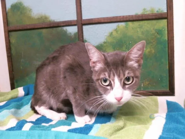 A young small-sized female Domestic Short Hair cat named Lavender for adoption in Houston, TX