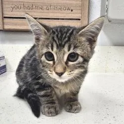 A baby small-sized female Brown / Chocolate Domestic Short Hair cat named Poppi for adoption in Bullhead City, AZ