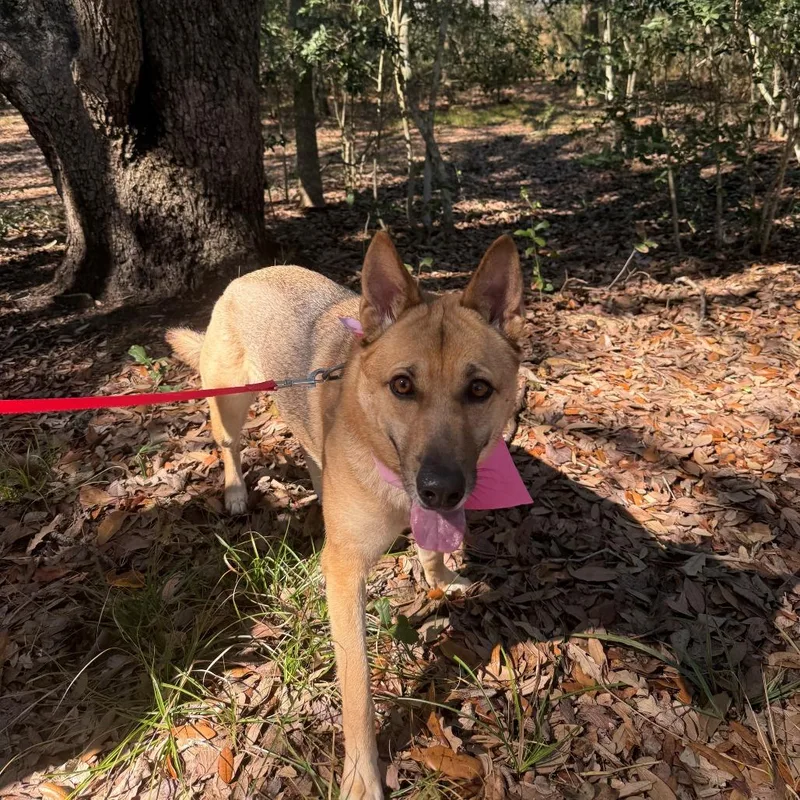 An adult medium-sized female Brown / Chocolate German Shepherd Dog dog named Marily for adoption in Webster, TX
